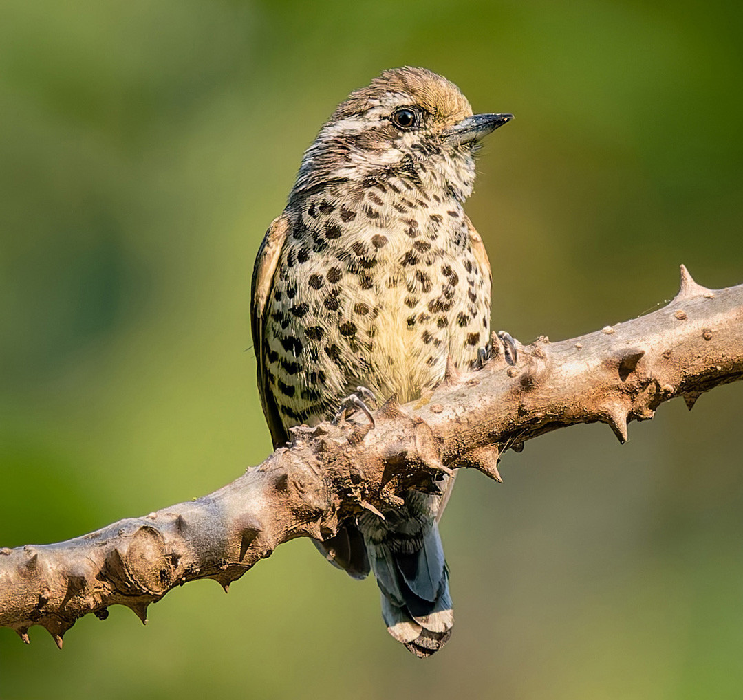 image Speckled Piculet